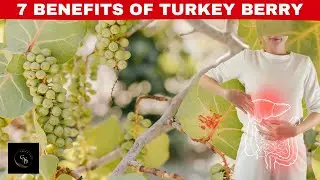 7 Health Benefits of Turkey Berry for a Healthy Diet! || CARENDIET ||
