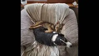 Romanian Rescue Dogs - Tramps Movie