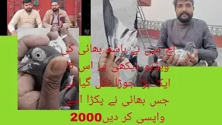 ٹیڈی کبوتر کا نو نمبر کا شوق کریں