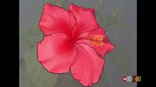 🌺 Hibiscus Flower Drawing - From photo