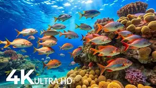 AQUARIUM 4K (ULTRA HD) - Beautiful Fish Swimming & Colorful Sea Life Video 🐠 Deep Sleep Music #15