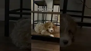 When life moves on, but you&rsquo;re not ready #cavapoo #funnypuppy