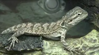 Selecting a reptile or amphibian as a pet