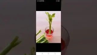 Absorption of water through roots and stem
