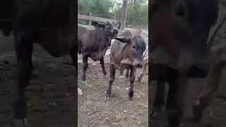 escojiendo novillonas para futuras madres