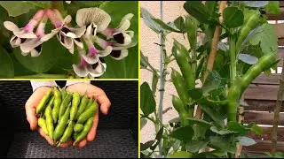 Faire pousser des f&eacute;veroles (petites f&egrave;ves) en pot / How to grow faba beans in container