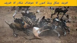 Wild Dogs Hunt Antelope||Wild Dogs Attack Antelope