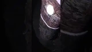 rubber tapping