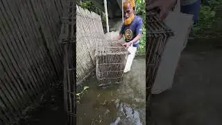 fishing method With bamboo cage #fishing #fish #shorts