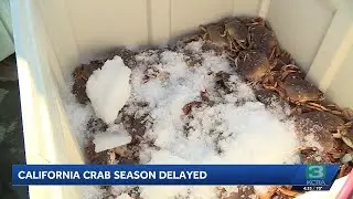 Commercial crab season delayed in California
