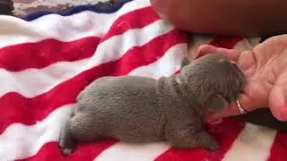 Blue frenchies