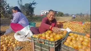 Success in Tomato Farming: 67-Year-Old Farmer in Banke Earns Big Profits