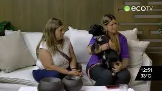 Cuidados para evitar que las mascotas se escapen por pirotecnia