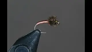Wapsi Brassie fly tying