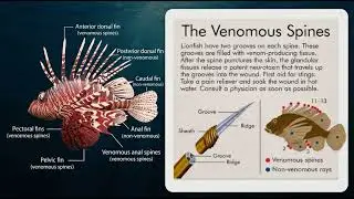 Red Sea Lionfish: Stunning Beauty, Killer Biology, and the Ultimate Reef Predator Divers Must Know