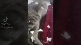 My pet my cat love Steel Soul