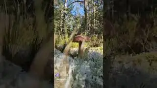 Красивый лес и грибы от Грибанутых #mushroom #природавкалининграде #прикол