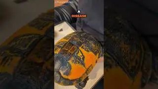 It Becomes The Most Beautiful Turtle Ever