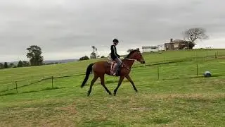 Serenity (first time in western saddle)