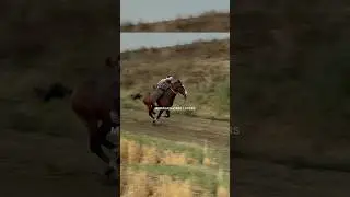 Barback racing punjab #horse #horseracing #marwarihorse