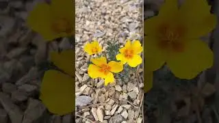 Desert poppies blowing in the wind #nature #poppies #bloom #newmexico