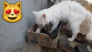 cat litter box hacks .funny GR Animals