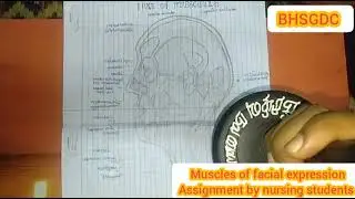 Muscles of facial Expression assignment by nursing students