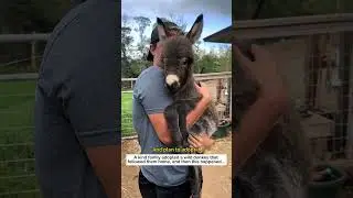 Adopt a donkey #lovestory #animals #wildlife #cute#donkey  #pets#funny #love #farmlife #love