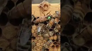 Outstanding Oklahoma Winter Survivor#beekeeper #beekeeping #queenrearing #beeok #Oklahoma #usa