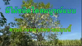 พะยอม-คุณสมบัติที่ล้ำเลิศให้ฉายาว่าราชินีแห่งไม้