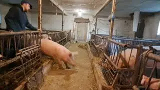 Poświąteczne prace przy świniach.