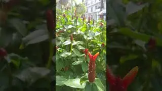 Costus barbatus, costus woodsonii, Indian head ginger  or spiral ginger is perennial plant  #shorts