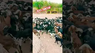 800+ bacche ek sath 😮 goat kids #rooftop #farming #facts #animals #pets #kids #earn #goat