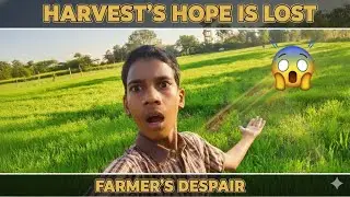 Harvests Hope IS Lost 😱#shorts #ytshorts #youtubeshorts #youtube #farmingreels #farming #farmingsong