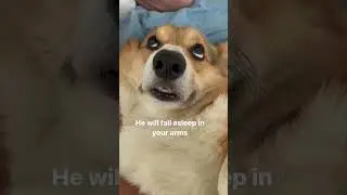 Corgi likes to fall asleep in your arms 🥰 #corgi #shorts #dogs ￼