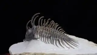 Trilobite Comura bultyncki