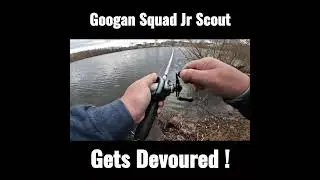 Bass slurps up Jr Scout Jerkbait   #shorts