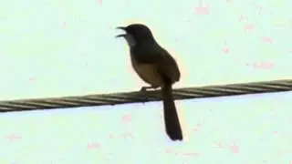ashy prinia- prinia socialis in north west india