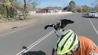 Magpie Season