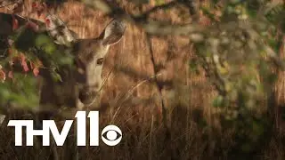 Modern gun deer season & Lake Conway renovation update | Outdoor Report