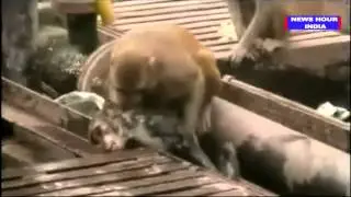 Monkey saves dying friend at India&rsquo;s Kanpur railway station: VIDEO