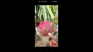 😱😱Que buen tamaño de FRUTA tiene esta VARIEDAD🐉🐉 #dragonfruit  #pitahaya  #thanlong #pitaya #vivero