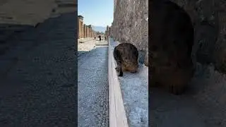 A Cat 🐱 at Pompeii🏺 #roman #pompeii #cat #travel #history #antiquity #ancientcivilization #animals