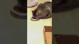 #enjoy #cat #cuteanimal #catlover #snacktim