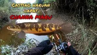Casting haruan dapat CHANNA MARU#channamaru #kerandang #tomanbunga #videoviral #malaysia
