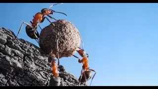 why are ants so strong