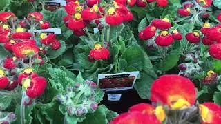Calceolaria | Lady&rsquo;s Purse | Pocketbook Flowers | Slipper Flowers