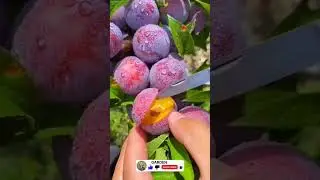 Prunus cerasifera