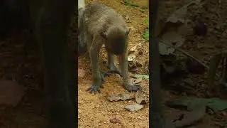 Monkey video  Prank monkey #funny #monkey #monkeyvideo #animals #funnyanimal #monkeyshow #animals
