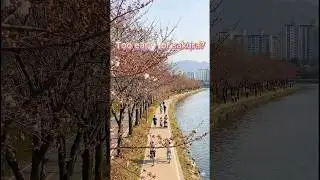 Korea&rsquo;s Secret Season &ldquo;U-su&rdquo; 🌧️🌸